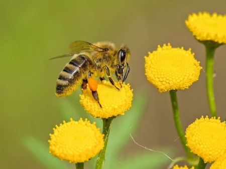 Akcja „Sadzimy dla pszczół w gminie Chojnice”